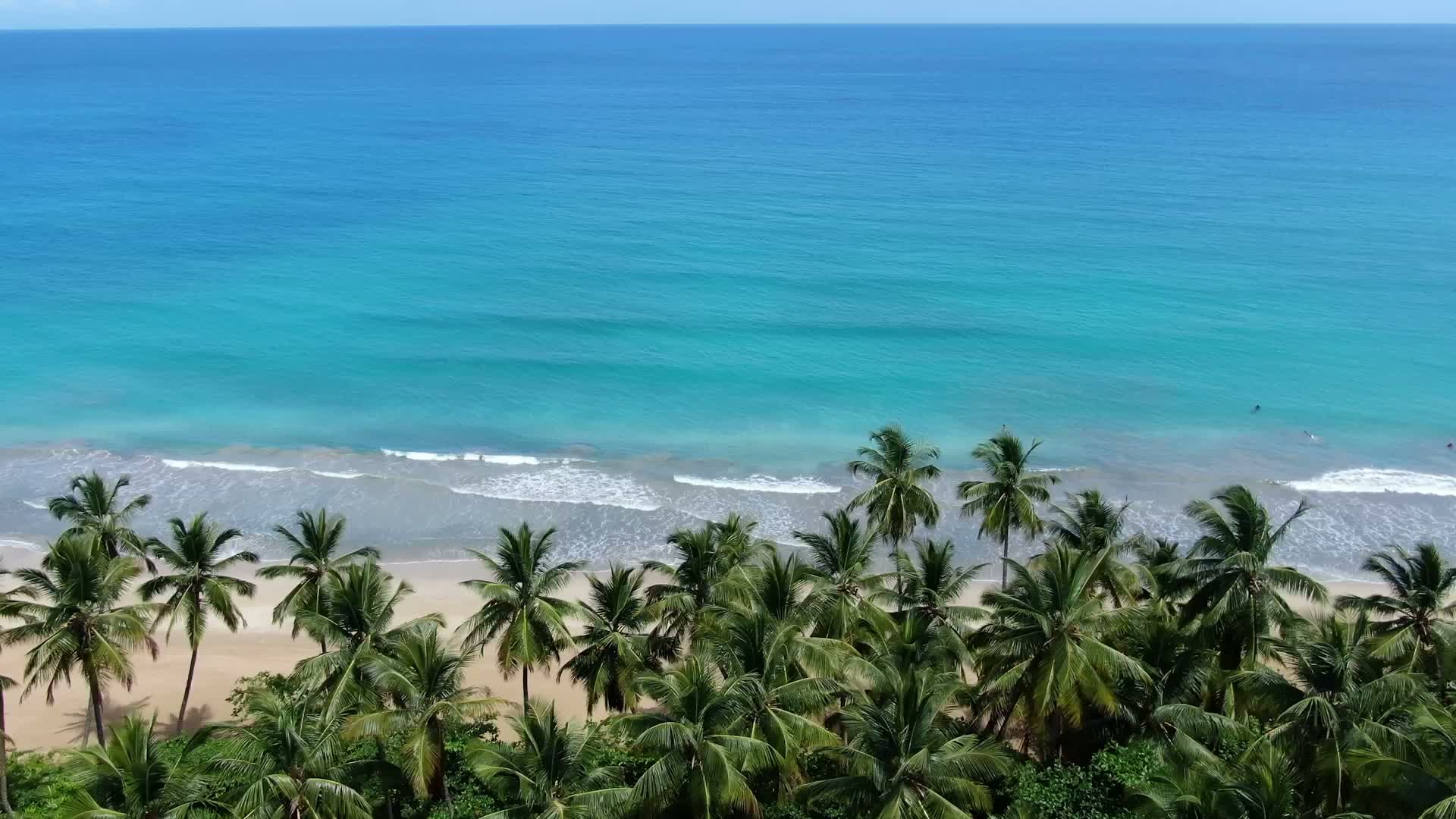 Cosón beachfront and coconut palms at Las Terrenas